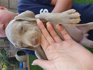 Vaccinated and dewormed weimeraner puppies for sale