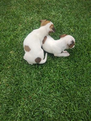 Brown and white short leg jack russel terrier pups available 