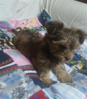 Beautiful miniature yorkies