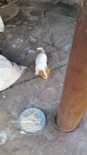 Short leg Jack Russel puppies 