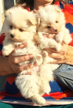 Toypom/Pomeranian female in Pretoria North
