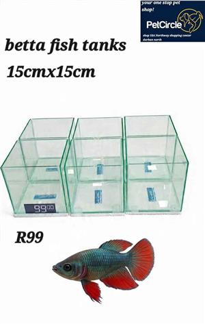 Tanks for siamese fighter fish