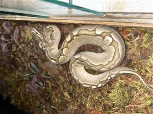 Bamboo Ball python with cage
