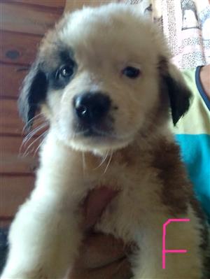 8x Registered ST. BERNARD PUPS IN CULLINAN, GAUTENG