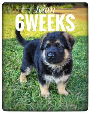 8 week old German Shepard puppies for sale