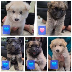 German Shepherd puppies for sale