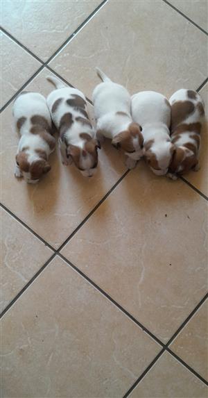 Jack Russell puppies