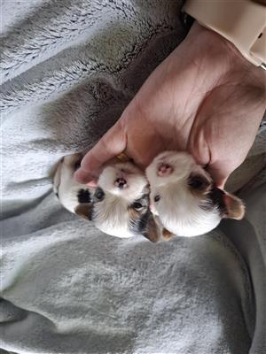 Yorkshire terriers