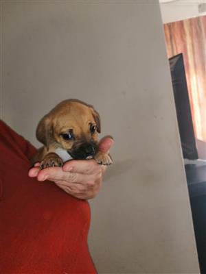 Miniature Duschund pup for sale