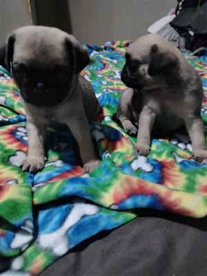 Pug puppies