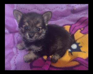 Yorkie pom puppies