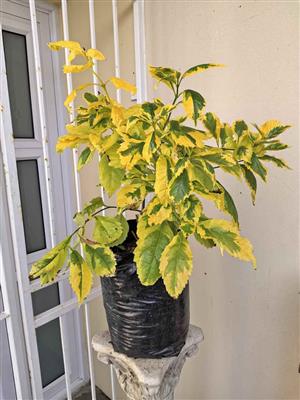 Beautiful Golden Durantas in 10L bag 