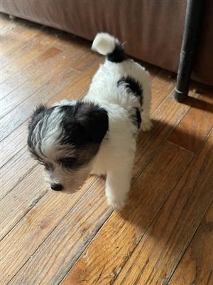 Adorable Jack Rusell Puppies For Sale