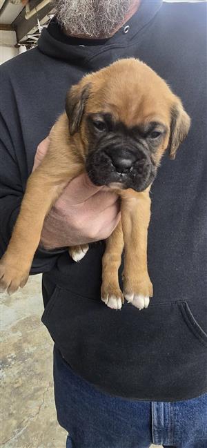 Boxer puppies for sale