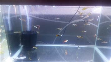 Guppy's for sale 