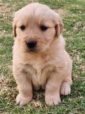 Gorgeous Golden Retriever puppies available