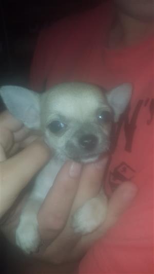 Chihuahua puppie