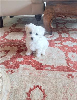 Maltes pup 8 weeks old pure breed