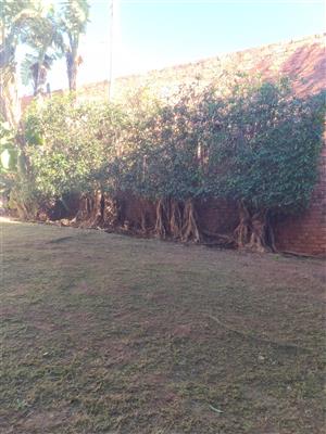 Diamond Tree Felling | Tree Removal Experts