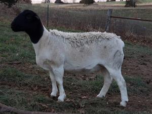 Health examined Dorper Sheep 