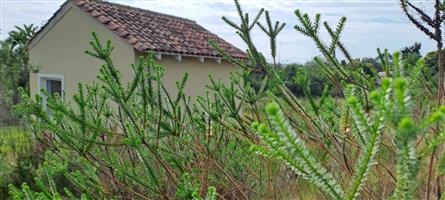 A Practical Opportunity in Schoongezicht Country Estate