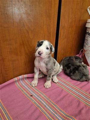 Great Dane Puppies 