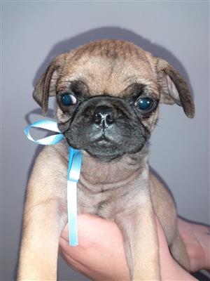 Pugg puppys for sale, dewormed and immunization vet checked