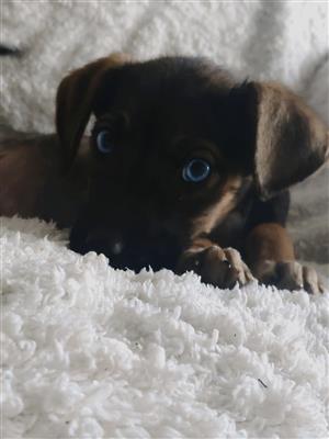 German shepherd cross husky puppies 