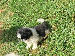 Gorgeous Pekingese