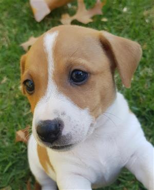 Purebred Jack Russell puppies