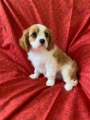 Multi-Color Cavalier king charles spaniel puppies for sale