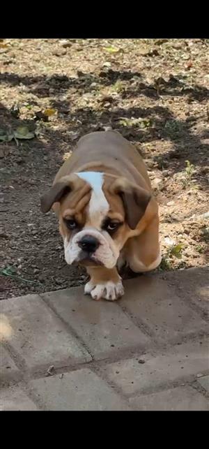 Gorgeous English bulldog puppies available
