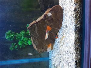 Tropical fish for sale cheap