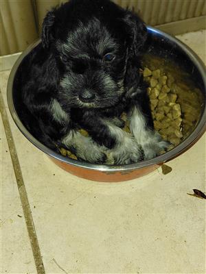 Miniature Schnauzer Puppies for sale!