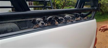 Australian cattle dog/ Beeshonde