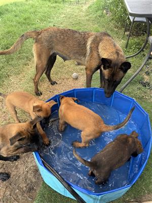 Active Belgian Malinois puppies.