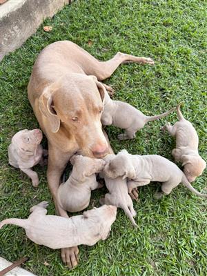 Weimaraner puppies for sale