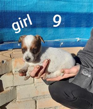 Jack Russell for sale. First vaccination and deworming include in the price. 