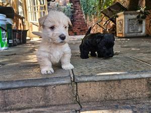Scottish Terrier Puppies Purebred