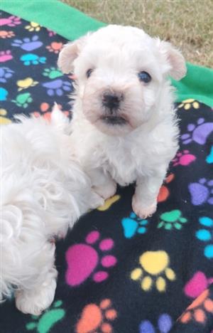 Beautiful Maltese males