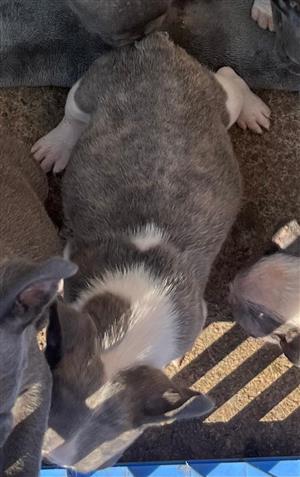Stunning Exotic French bulldog puppies available