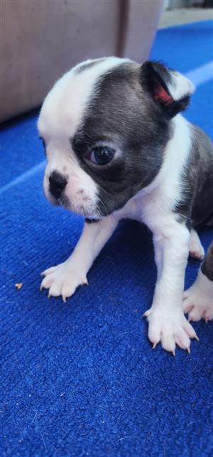 Boston terrier pups for sale 