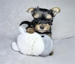 Yorkie Puppies  