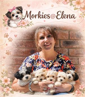 Beautiful Morkie female puppy available 