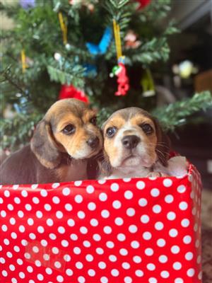6 Tri-Colour Beagle Puppies for sale for Christmas