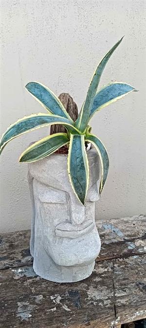 Head with plants. Bloubergsands