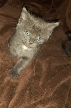 Beautiful kitten looking for a forever home 