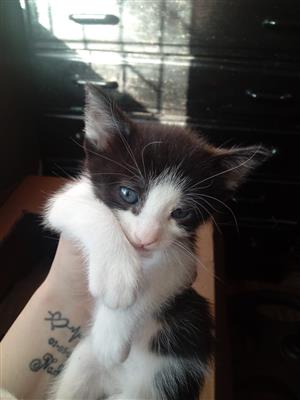Cute lovable baby kittens for sale 
