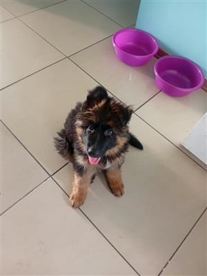 Male German Shepherd puppy 