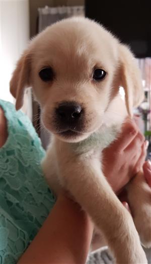 Labrador Puppie 